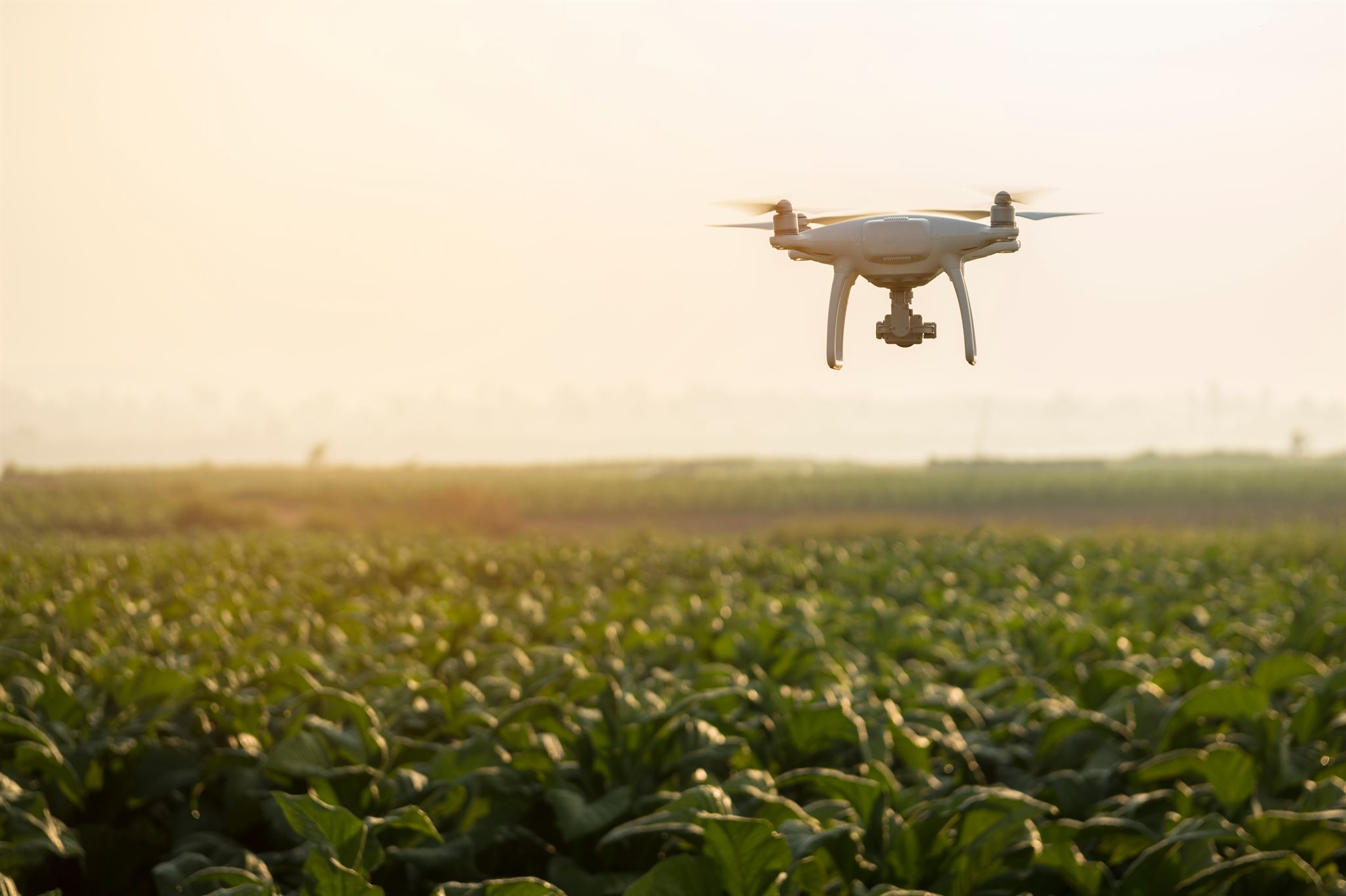Agricultor usando drone em campo agrícola